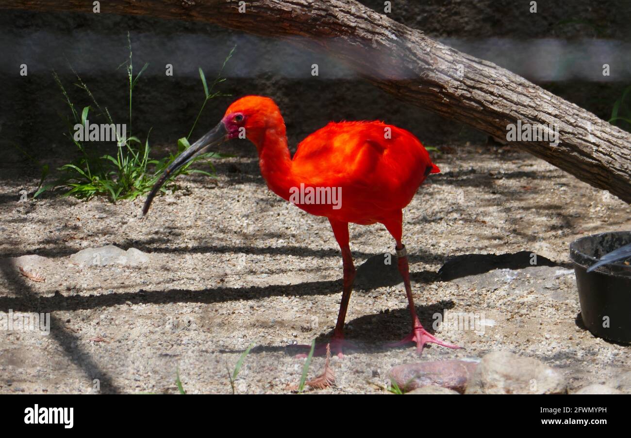 Los Angeles, California, USA 20 maggio 2021 UNA visione generale dell'atmosfera dello Scarlet Ibis allo Zoo di Los Angeles, Che ha chiuso il 13 marzo 2020 al 26 agosto 2020 a causa di una pandemia e poi chiuso il 7 dicembre 2020 e riaperto il 16 febbraio 2021 a causa del coronavirus Covid-19 Pandemic, mostrato qui il 20 maggio 2021 a Los Angeles, California, USA. L'Aviary è stato chiuso dal marzo 2020 e ha appena riaperto per i visitatori. Foto di Barry King/Alamy Stock foto Foto Stock