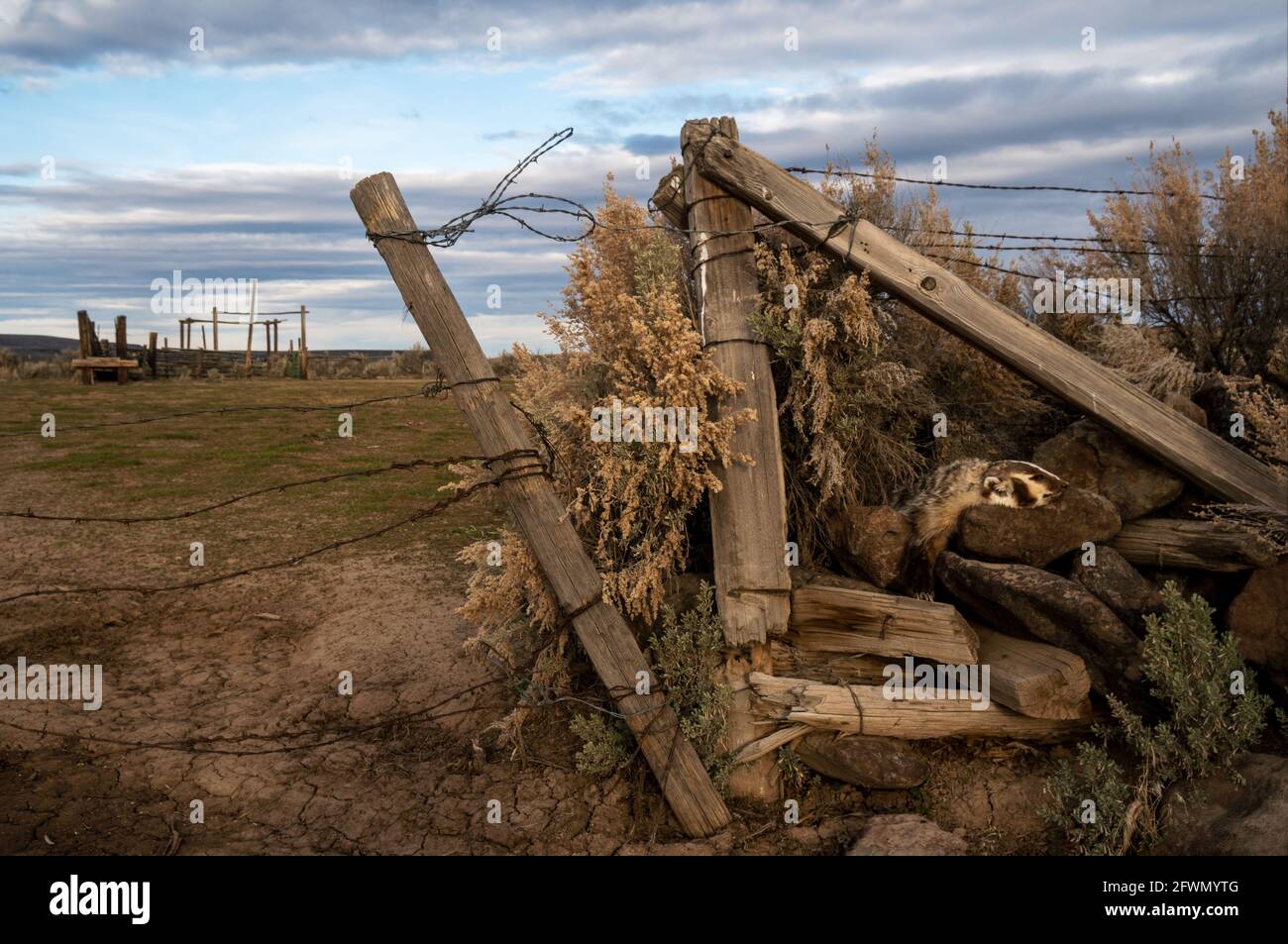 Fine della linea in corrispondenza di OK Corral. Morto (dormendo?) American Badger (Taxidea Taxus) nella remota area desertica dell'Oregon del sud-est, Stati Uniti. Foto Stock