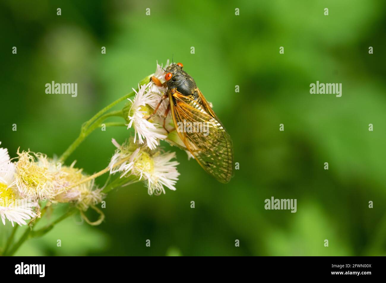 Covata X Cicada (Magicicada) su fiore di fleabane, Area ricreativa di Carderock, MD Foto Stock