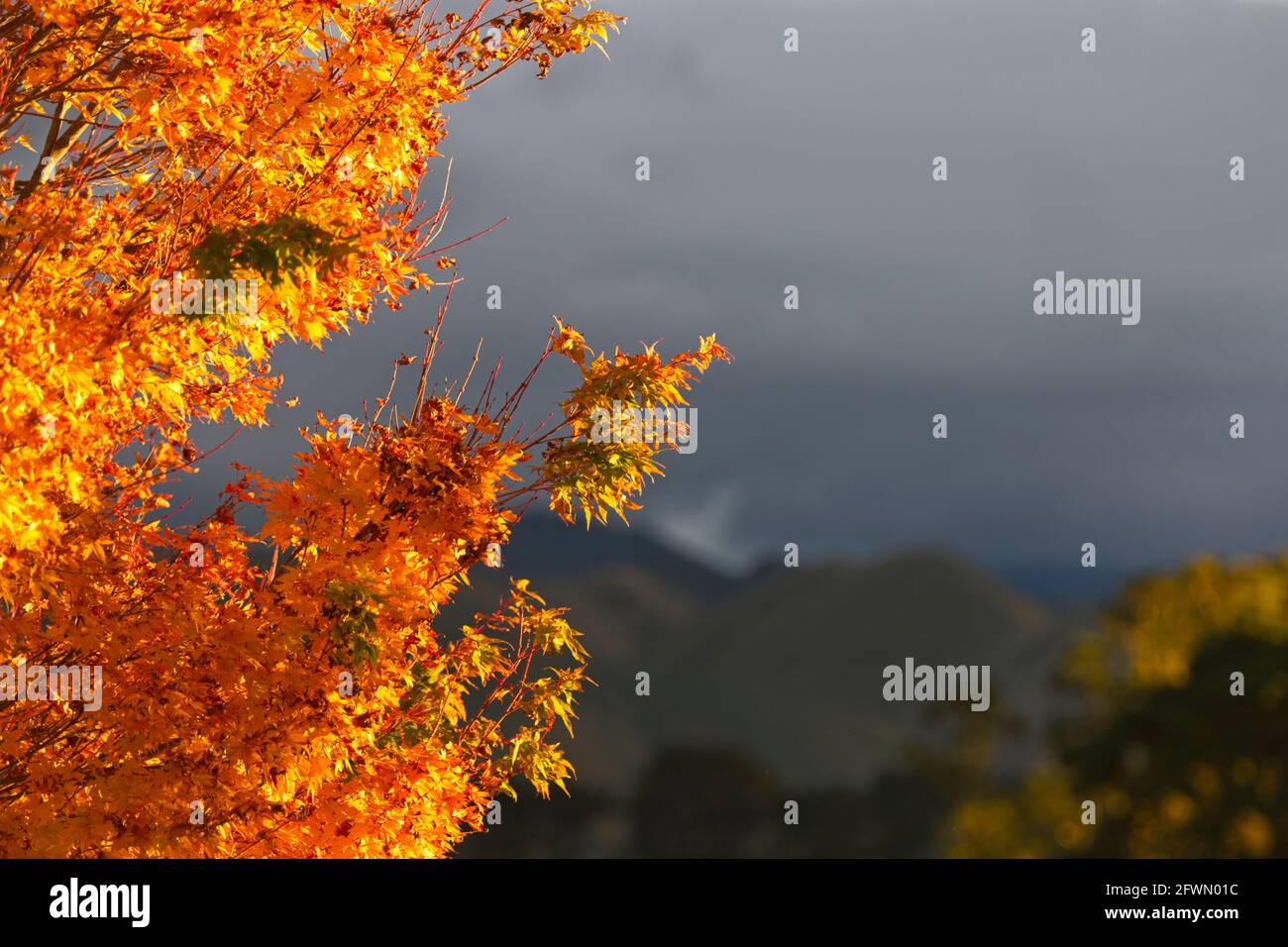 Un Acer o un acero giapponese con foglie autunnali a colori con uno sfondo sfocato. Foto Stock