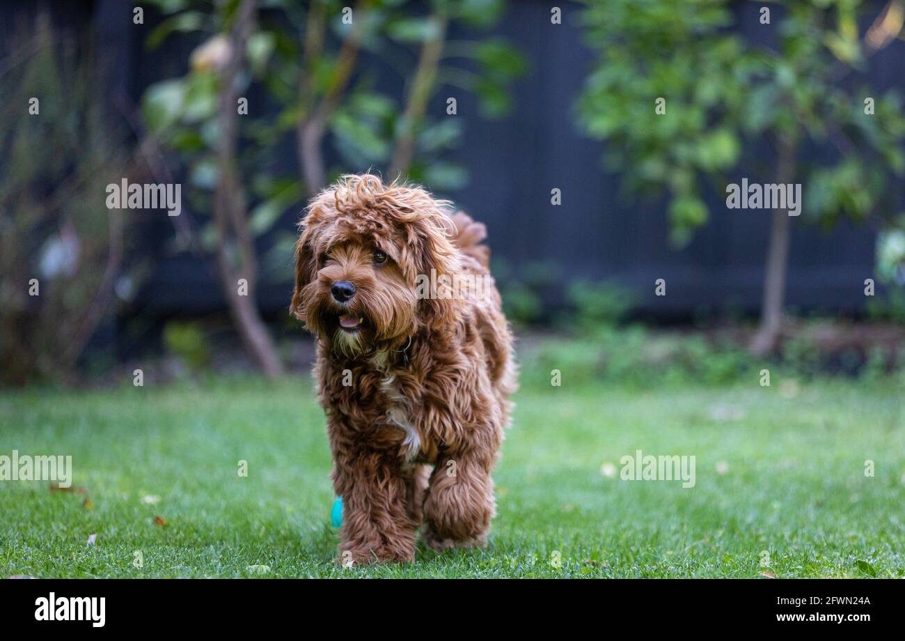 Cucciolo di Cavoodle maschio di 9 mesi che gioca Foto Stock