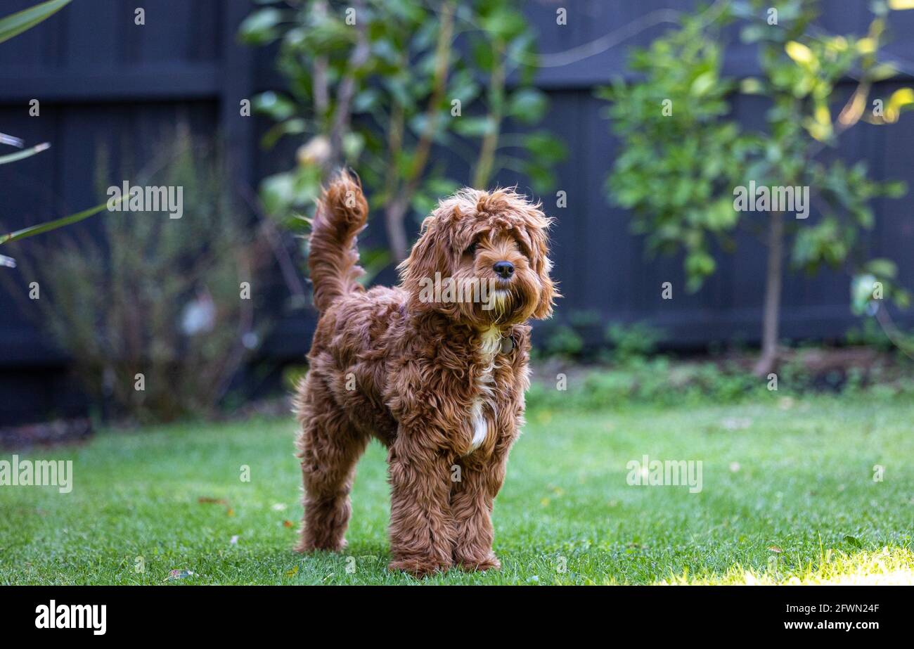 Cucciolo di Cavoodle maschio di 9 mesi che gioca Foto Stock