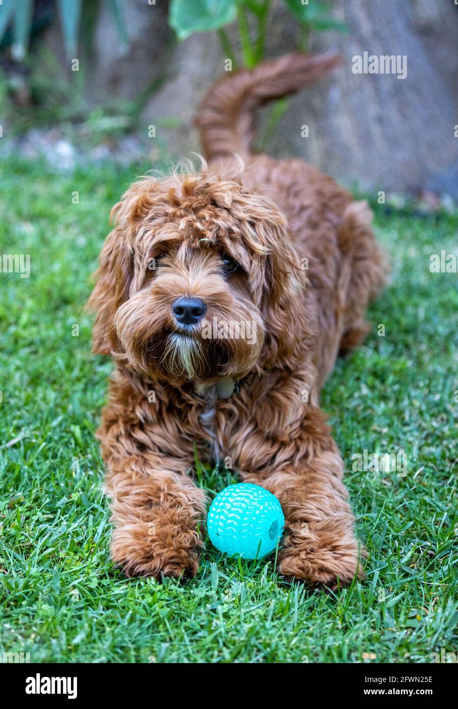Puppy Cavoodle maschio di 9 mesi che gioca con una palla Foto Stock