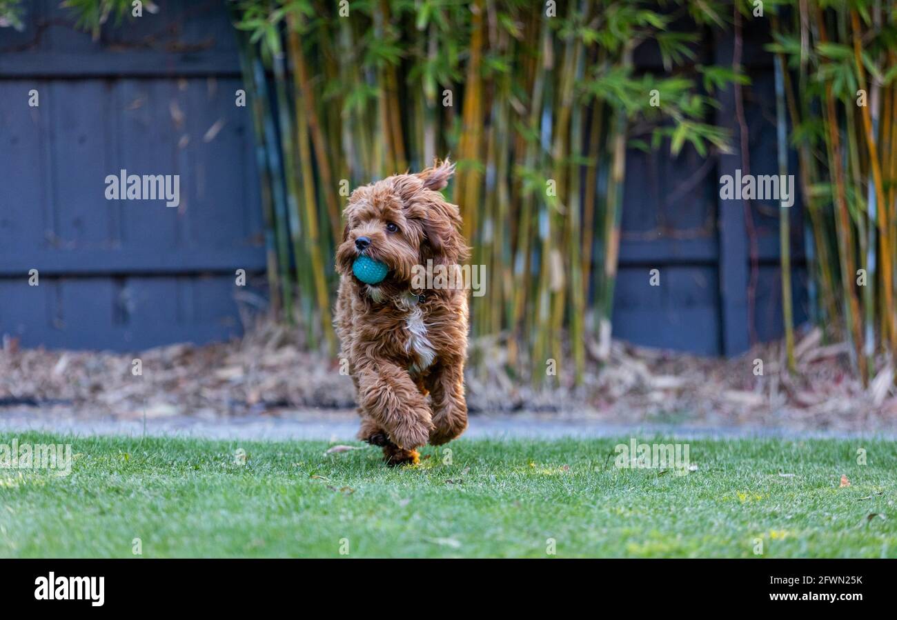 Puppy Cavoodle maschio di 9 mesi che gioca con una palla Foto Stock