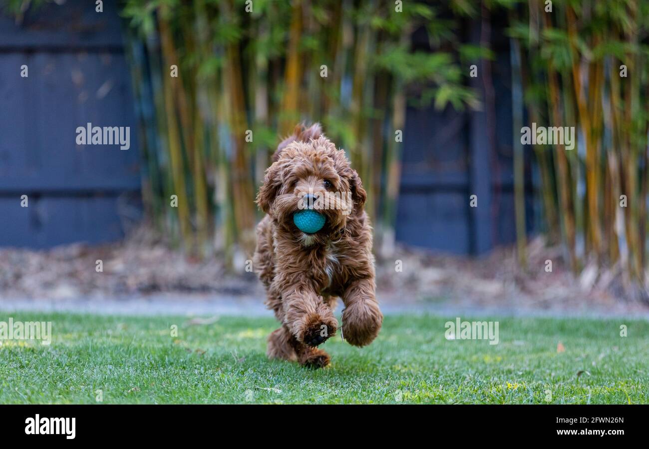 Puppy Cavoodle maschio di 9 mesi che gioca con una palla Foto Stock