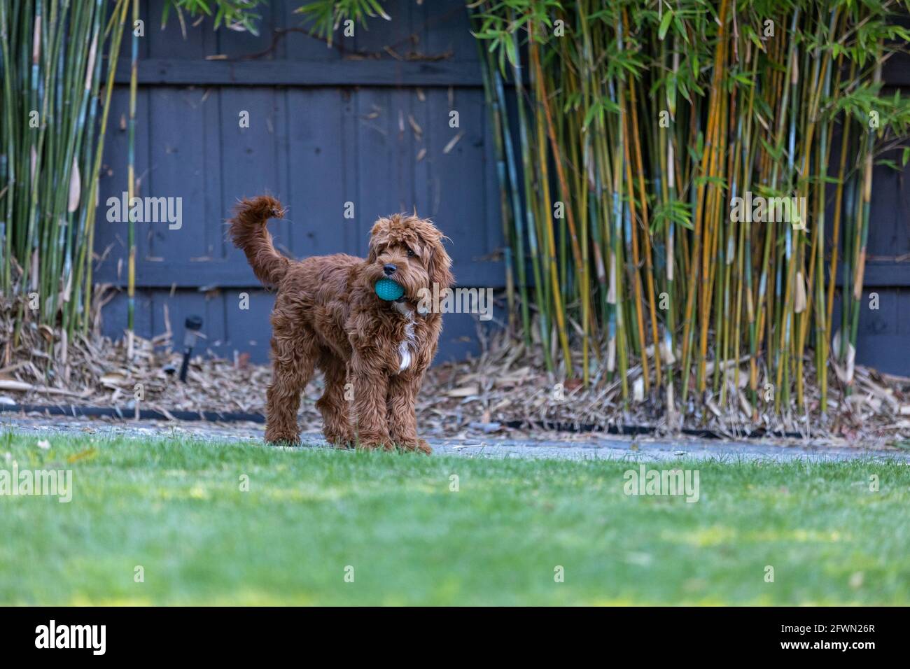Puppy Cavoodle maschio di 9 mesi che gioca con una palla Foto Stock