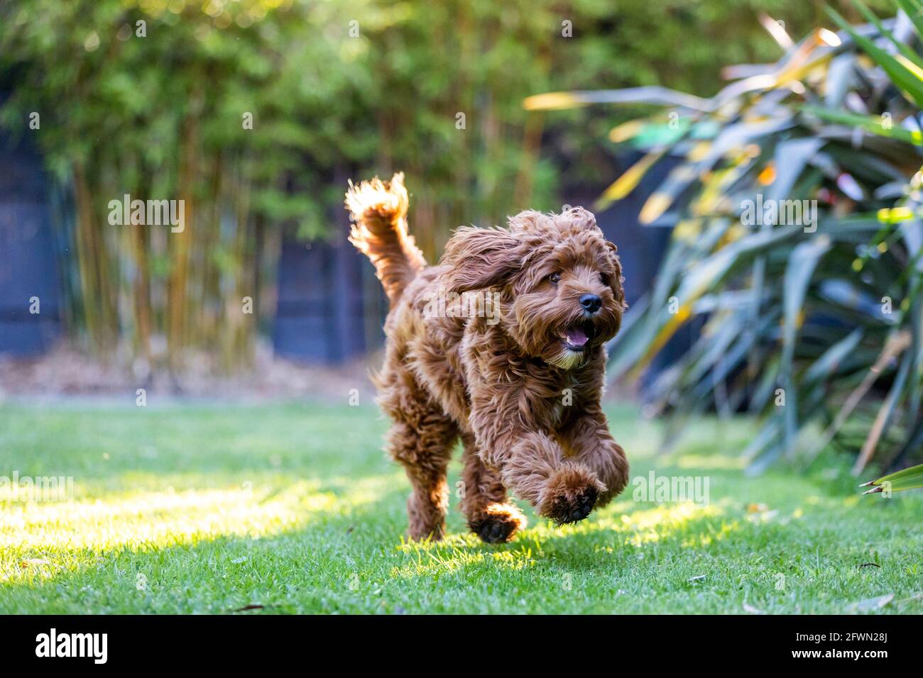 Cucciolo di Cavoodle maschio di 9 mesi che gioca Foto Stock
