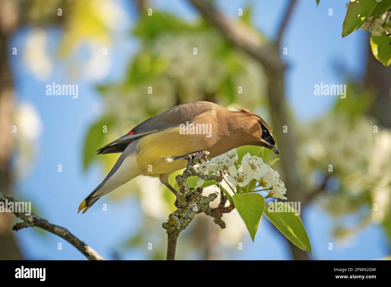 Cedar Waxwing, (Bombycilla cedrorum), uccello arroccato, nutrendo in bianco Crabapple albero Foto Stock