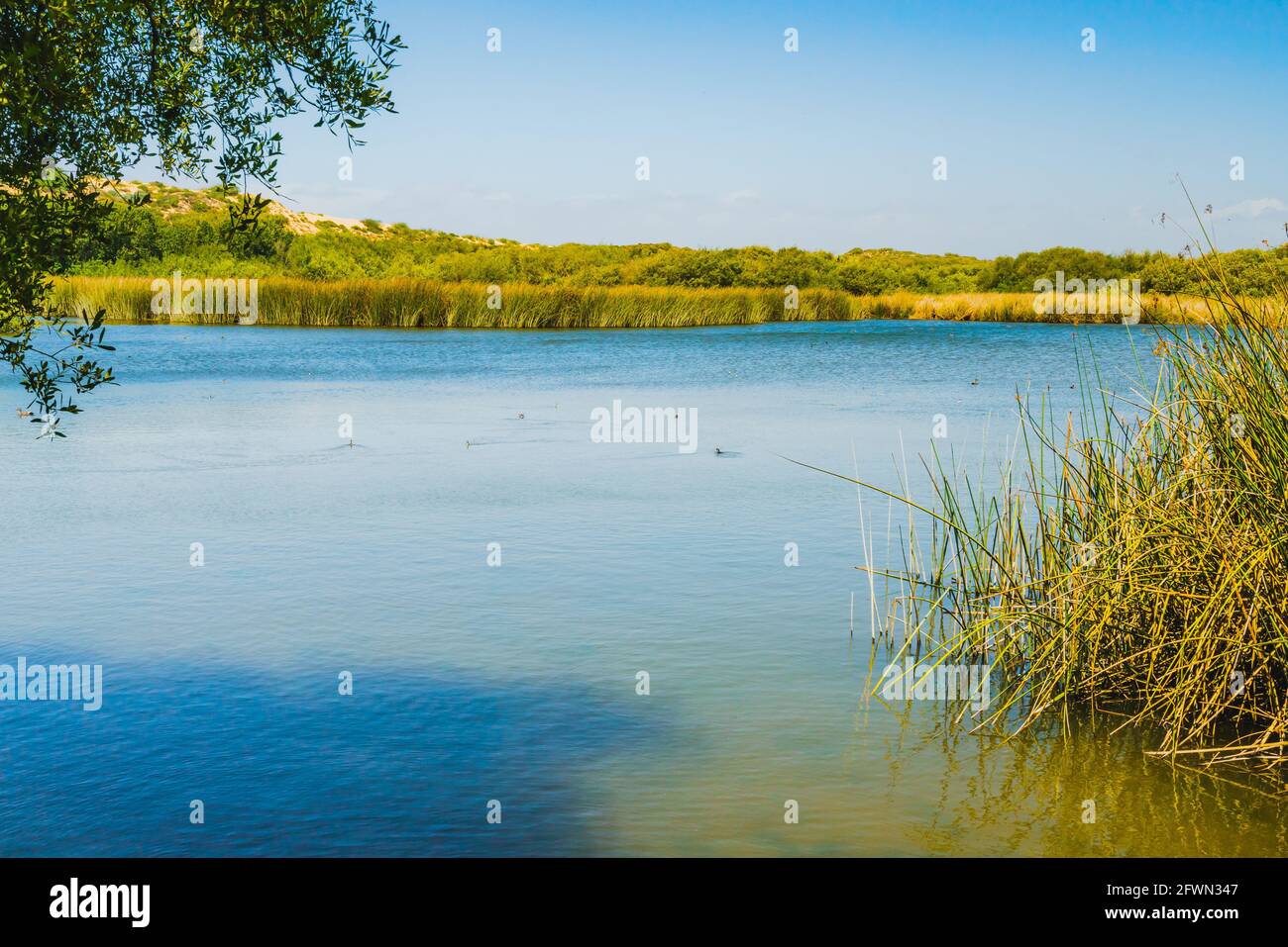 Paesaggio tranquillo con lago blu, ruscelli e piante paludose ai margini del lago, e anatre Foto Stock