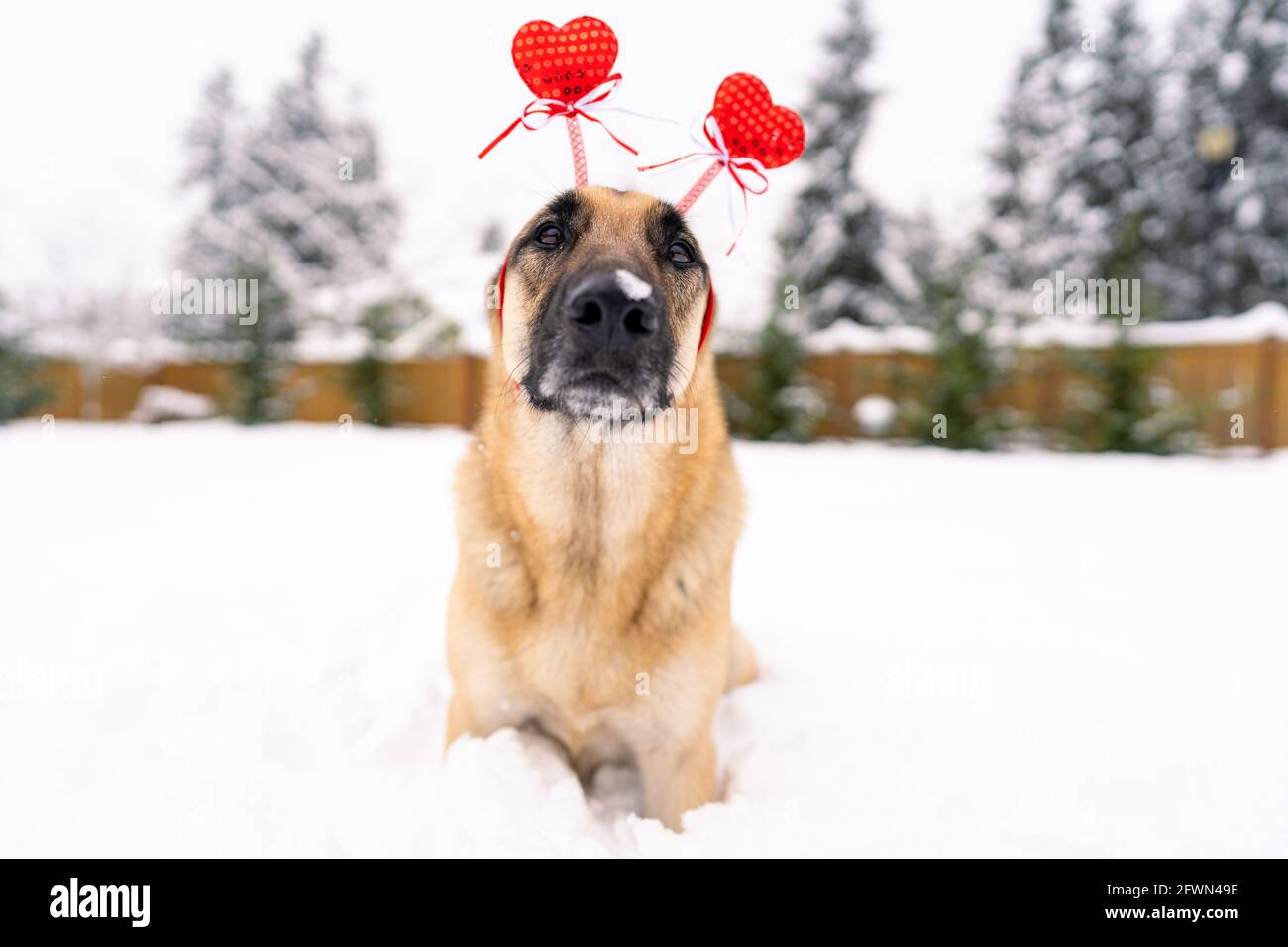 Un super carino e bellissimo cane Pastore tedesco che indossa un La fascia di testa di Valentine che si siede/si stese nella neve con la neve sul suo muso guardando la macchina fotografica Foto Stock
