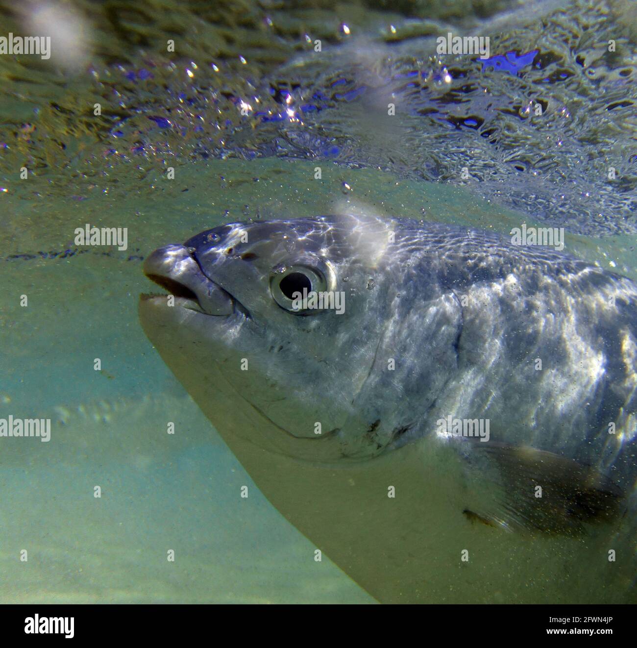 Dettaglio della testa bluefish sott'acqua, Ned's Beach, Lord Howe Island, NSW, Australia Foto Stock