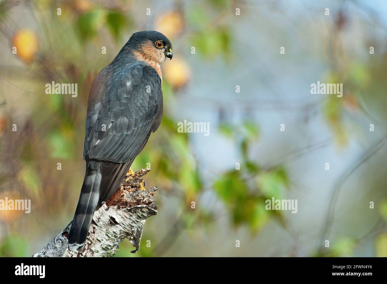 Falco adulto sgranato appollaiato sul paccio di betulla Foto Stock