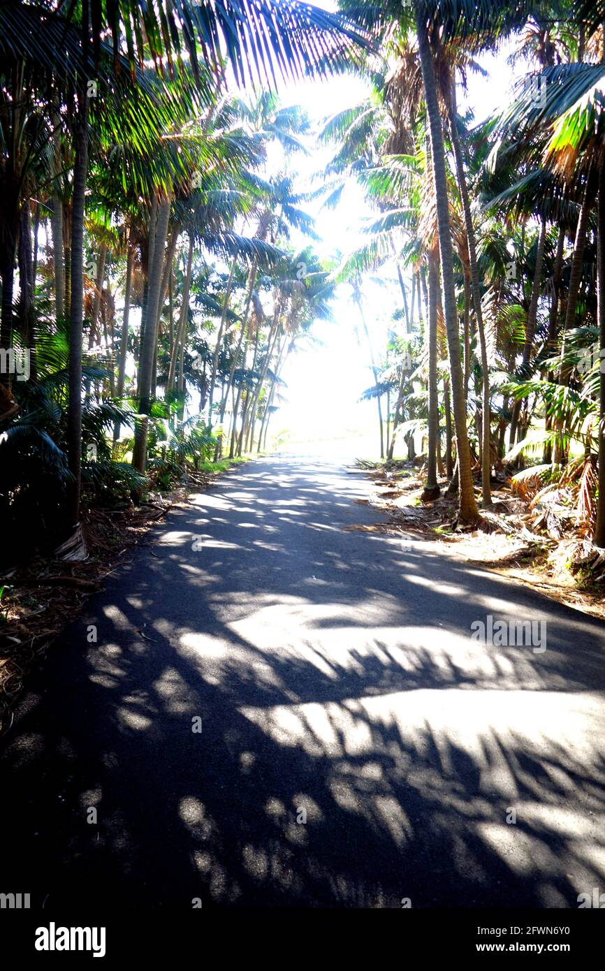 Traccia attraverso la foresta di palme in luce brillante Foto Stock