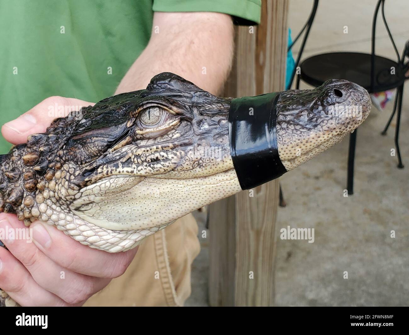 Primo piano di un alligatore americano al Ranch e vivaio di Ita-Gator con la sua bocca chiusa con nastro chiuso tenuto da un operaio. Foto Stock