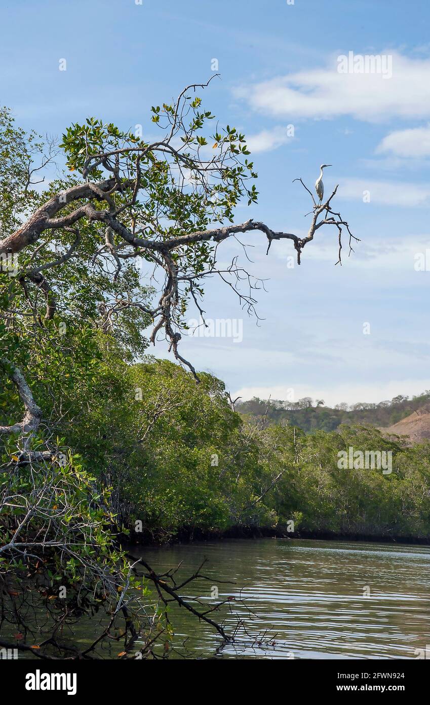 Un egret solistico si trova su un ramo che si affaccia su un fiume nel Parco Nazionale di Tamarindo, Costa Rica. Foto Stock