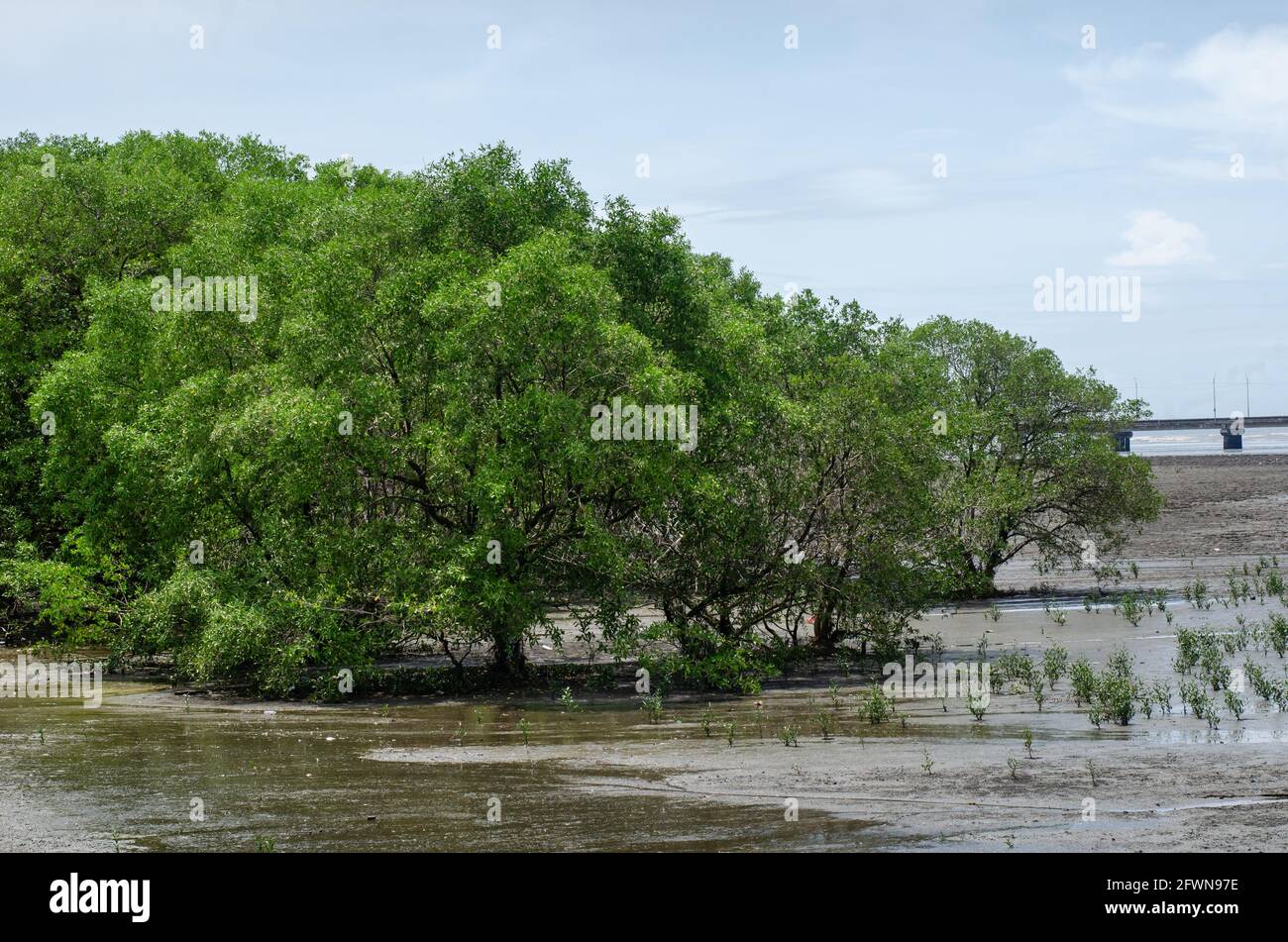 Mangrovie di Panama Bay Foto Stock