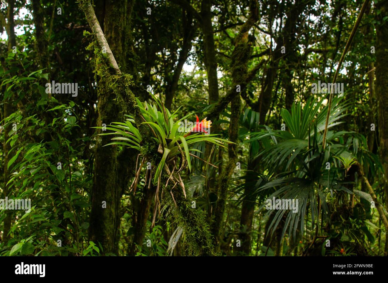 Foresta del Parco Nazionale Campana nella Provincia di Panama Ovest Foto Stock