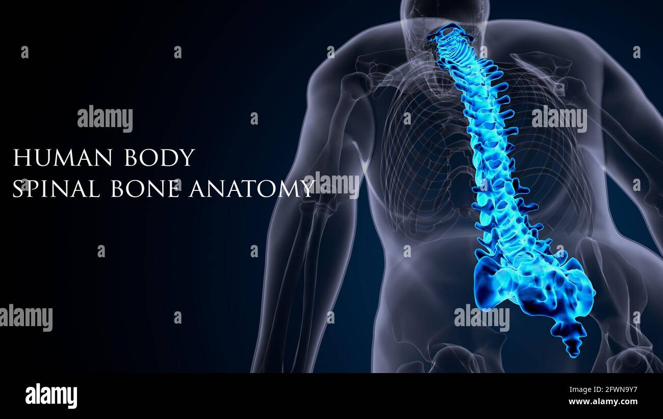 anatomia dello scheletro umano maschile. illustrazione 3d. Foto Stock