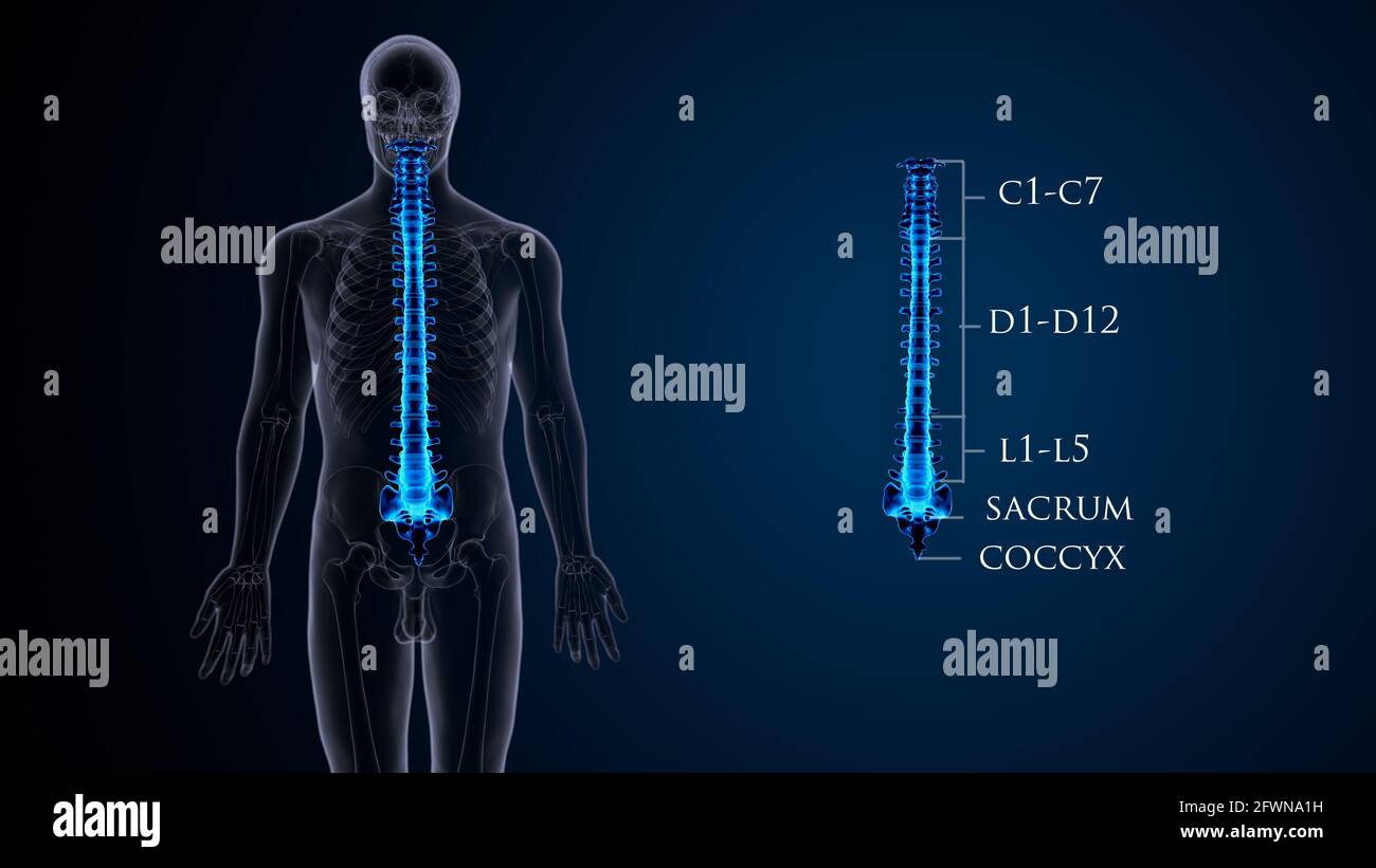 anatomia dello scheletro umano maschile. illustrazione 3d. Foto Stock