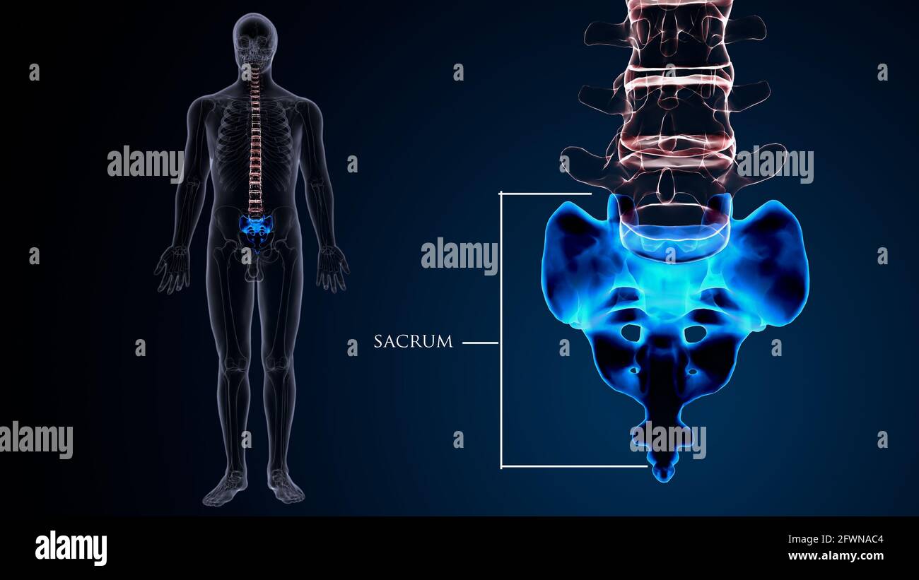 anatomia ossea di sacro scheletro umano maschile. illustrazione 3d. Foto Stock