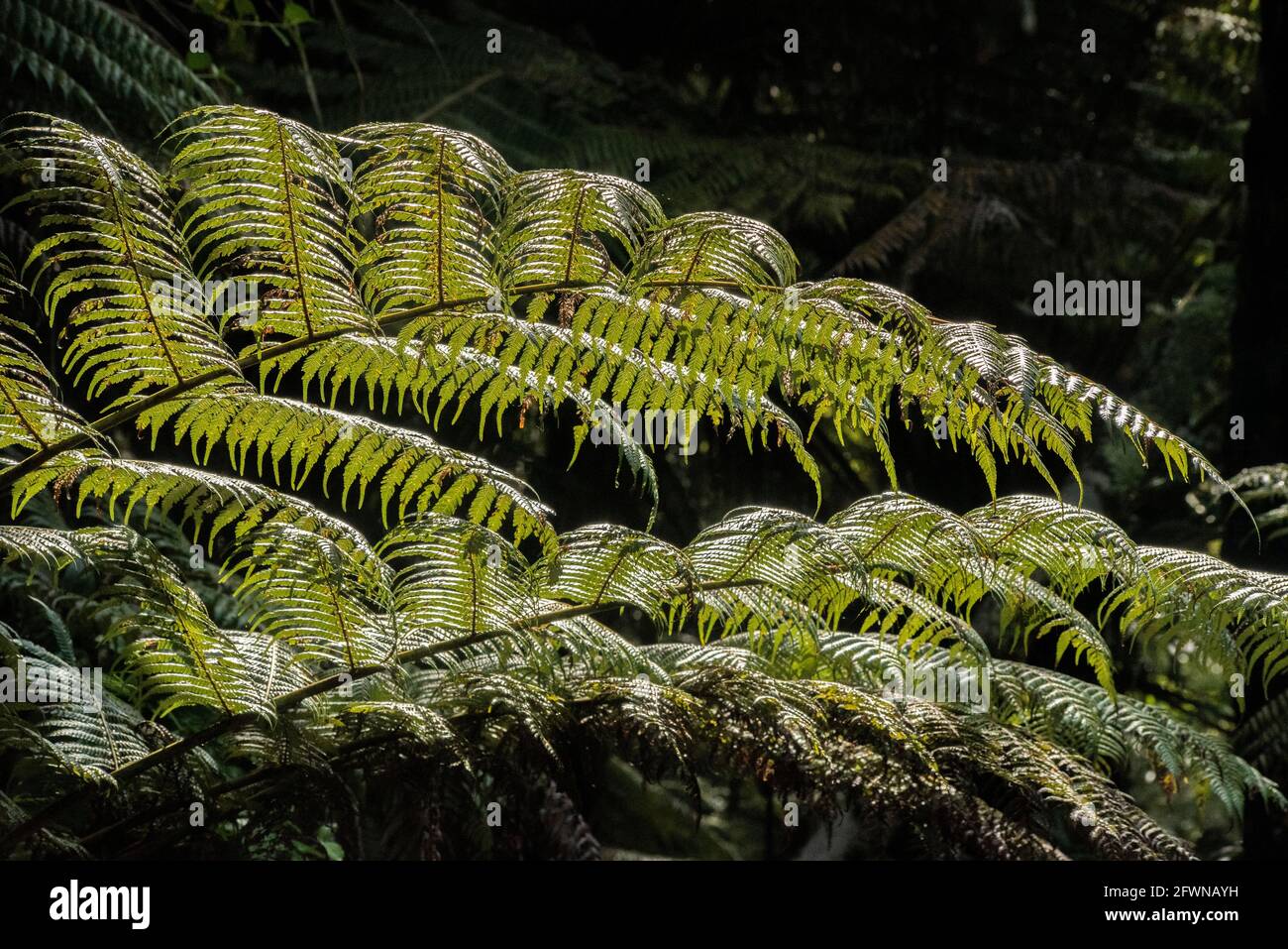 Auckland, Nuova Zelanda. Flora tipica dell'Isola di Waiheke Foto Stock