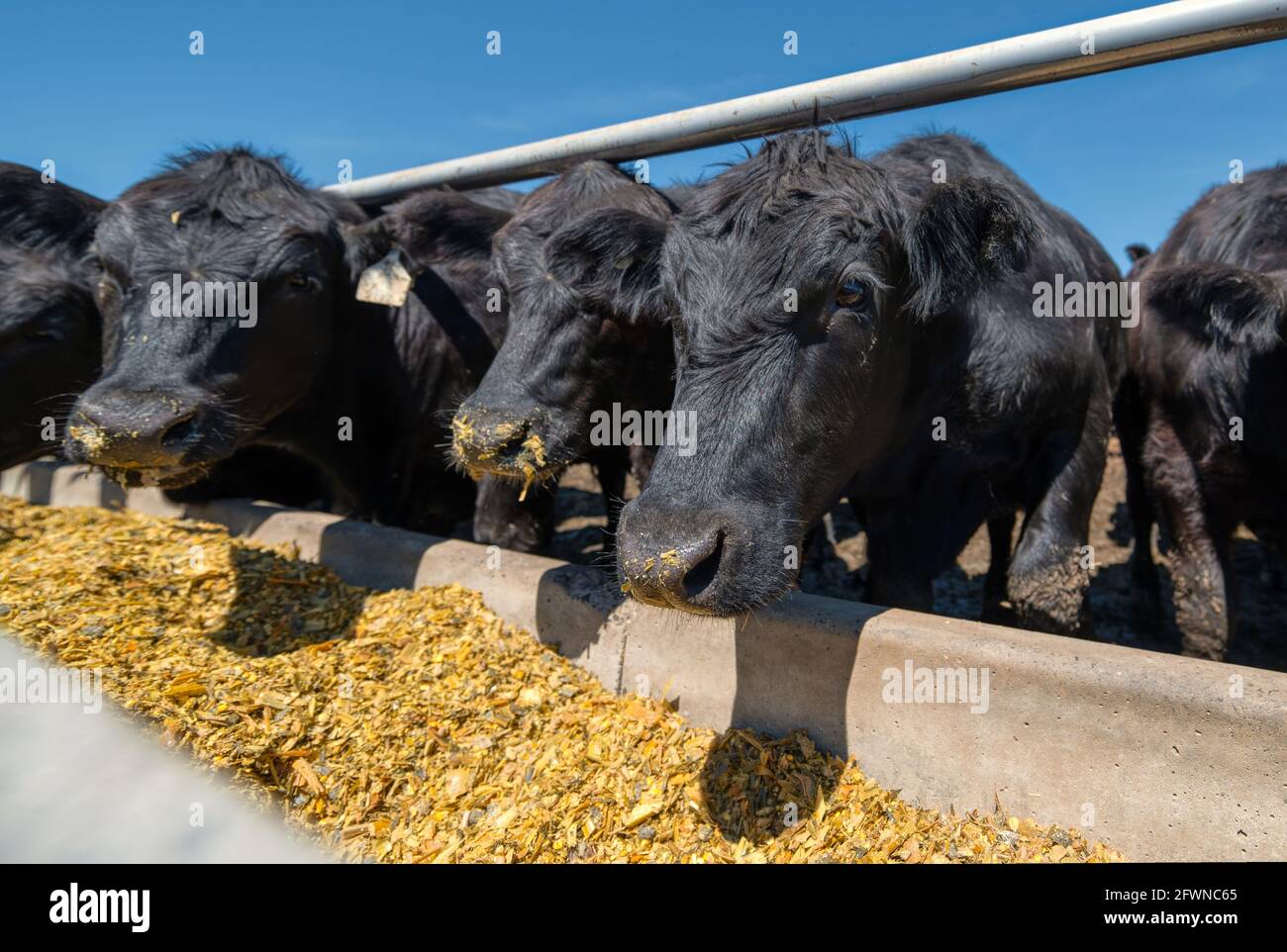 Le mucche nere mangiano dai loro alimentatori. Foto Stock