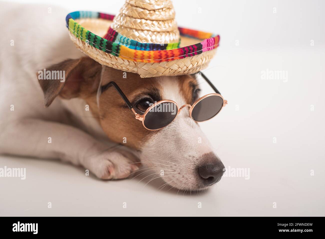 Jack russell terrier cane ritratto indossando occhiali da sole e sombrero  Foto stock - Alamy