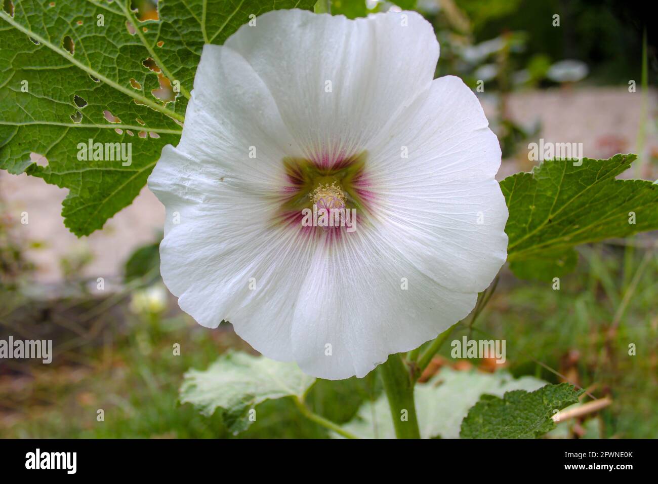 Hibiscus realistico. Il simbolo della rara bellezza elegante. Fiore bianco di ibisco in giardino nella stagione primaverile Foto Stock