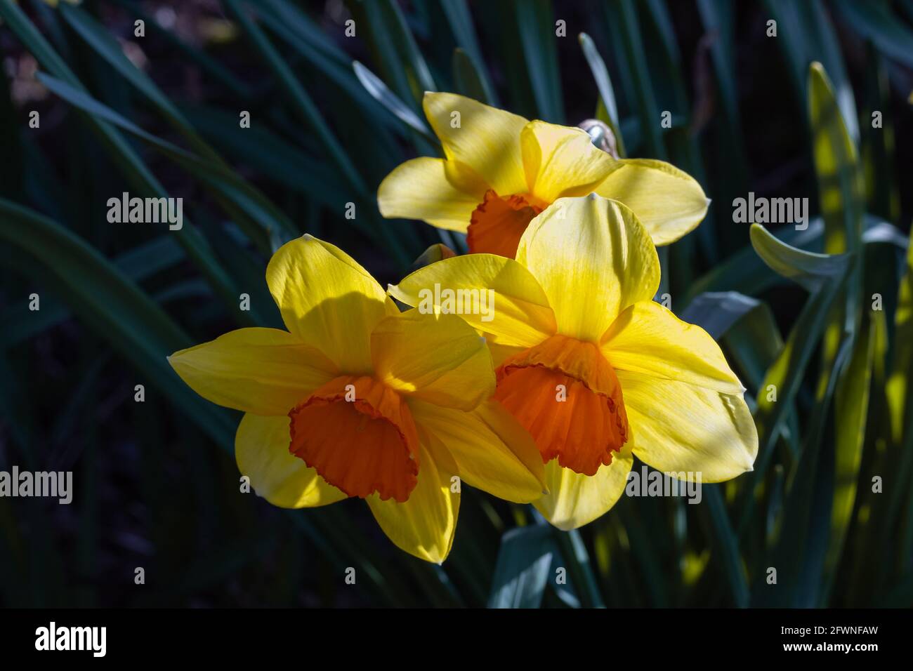 Bellissimi narcischi gialli in giardino. Foto di viaggio, vista sulla strada, messa a fuoco selettiva, flora foto concettuale. Foto Stock