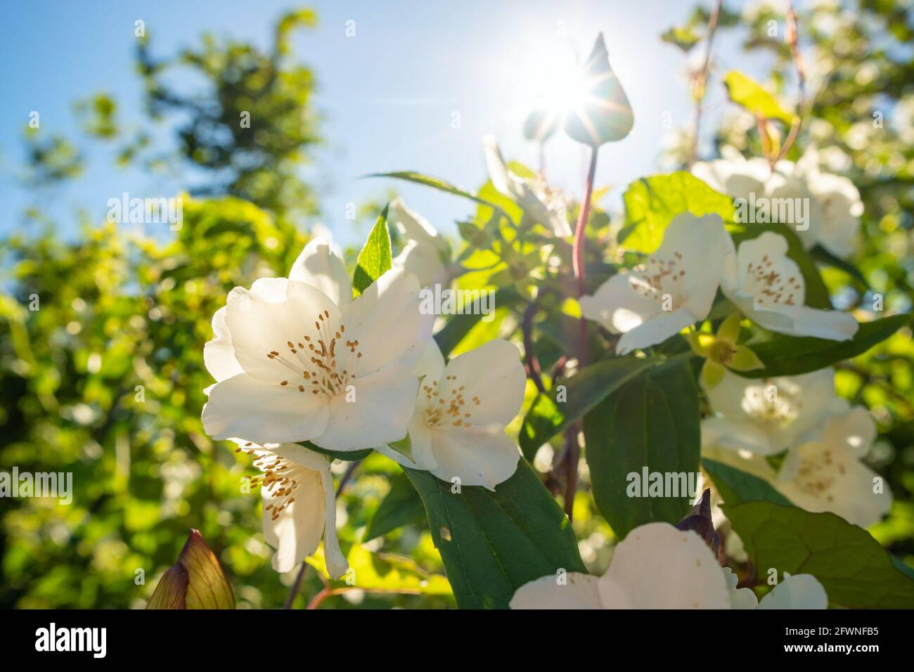 Jasmine bianco fiore cespuglio fiori primo piano Foto Stock