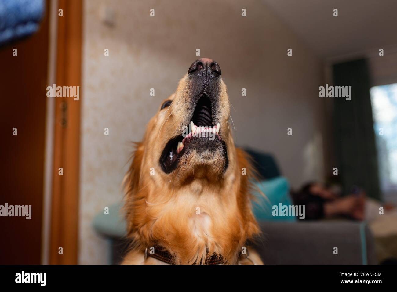 Golden retriever cane aperto bocca mascelle viso su home.Focus su bocca.Closeup. Foto Stock