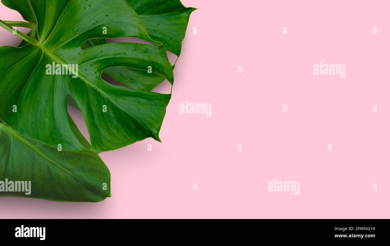 Giungla tropicale foglie di pianta di Monstera isolate su sfondo rosa Foto Stock