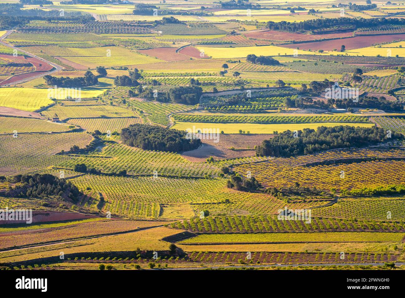 Verde vigneto paesaggio verticale a la Font de la Figuera, Valencian Toscana, Spagna Foto Stock