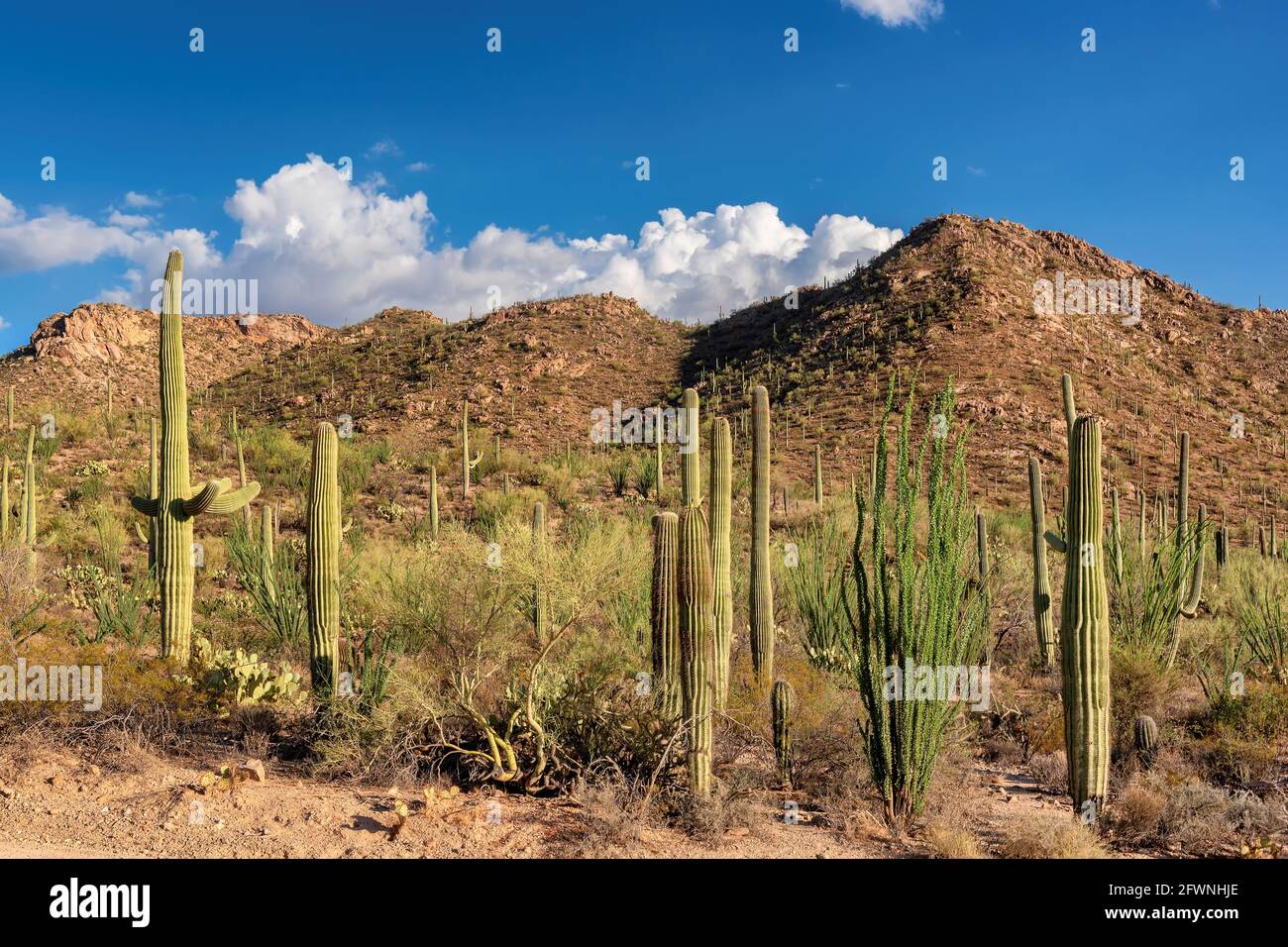 Cactus Saguaro paesaggio Foto Stock