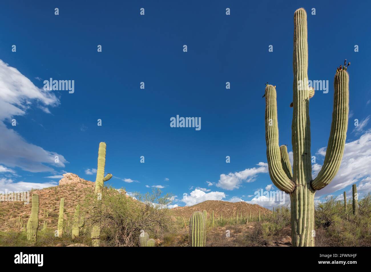 Cactus Saguaro paesaggio Foto Stock