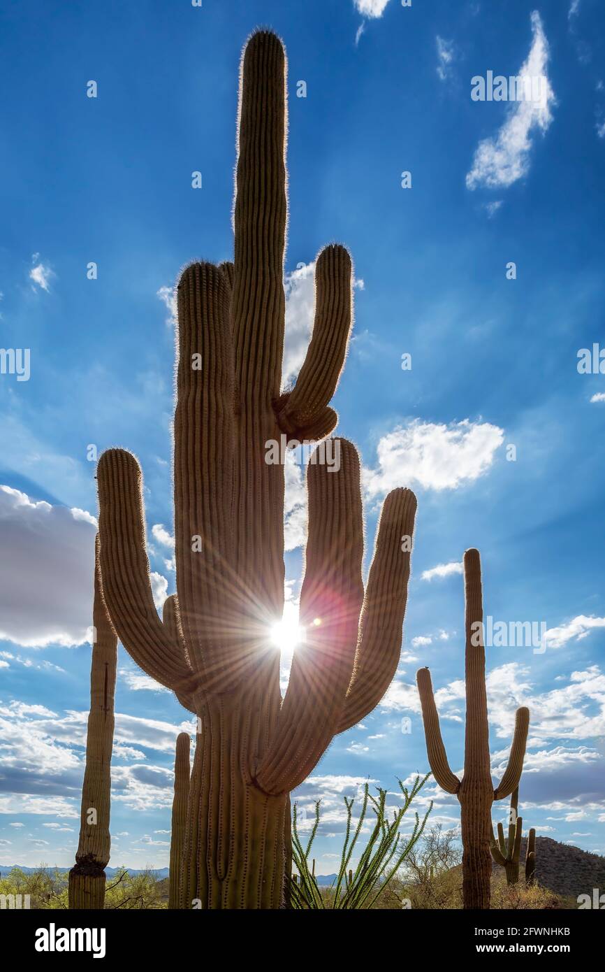 Cactus di Saguaro al tramonto nel Parco Nazionale di Saguaro, Tucson, Arizona Foto Stock