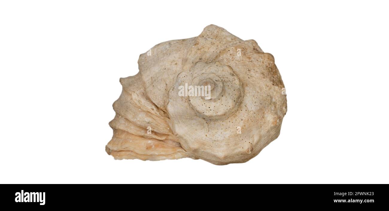 Rapana Seashell isolato su sfondo bianco. Primo piano. Oceano. Foto Stock