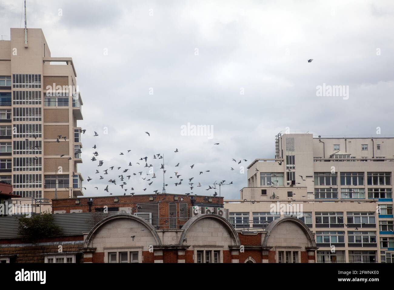 Costruire tetti con uccelli a Elephant e Castello, Londra SE1 UK Foto Stock