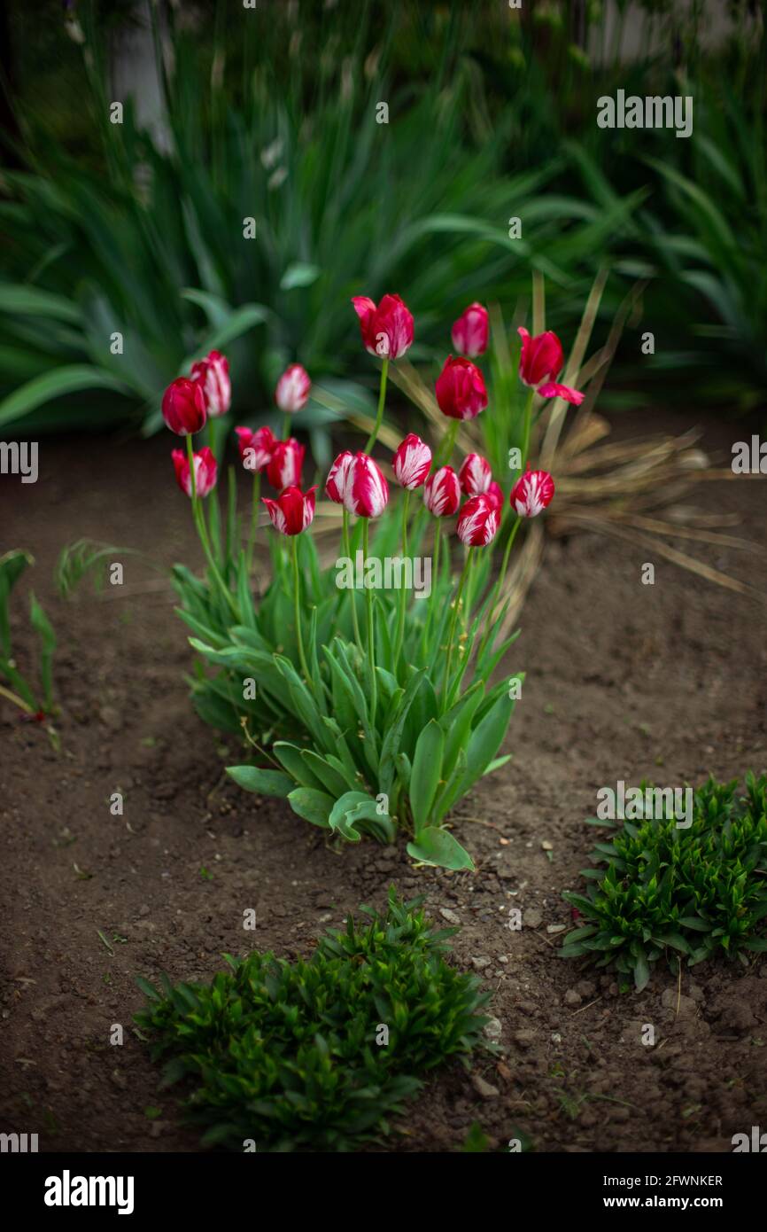 I tulipani rosa vividi a strisce crescono nel giardino primaverile Foto Stock