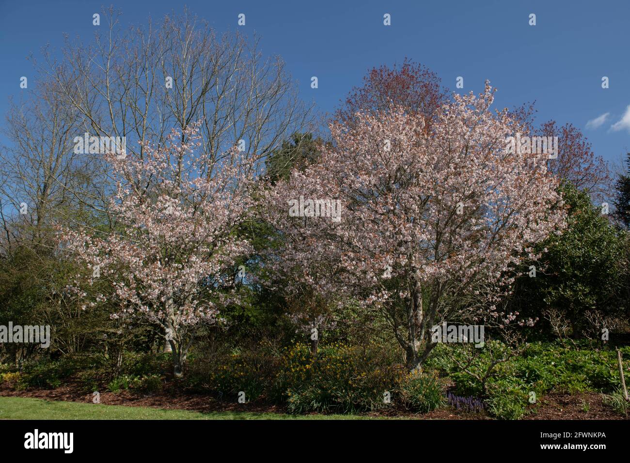 Fiore rosa primaverile su un albero di ciliegia di collina cinese ornamentale (Prunus serrulata var. Hupehensis) che cresce in un confine erbaceo in un giardino in Devon Foto Stock