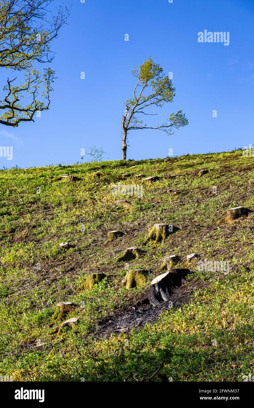 chiesa mucche, devon, campi, paesaggio, Foto Stock