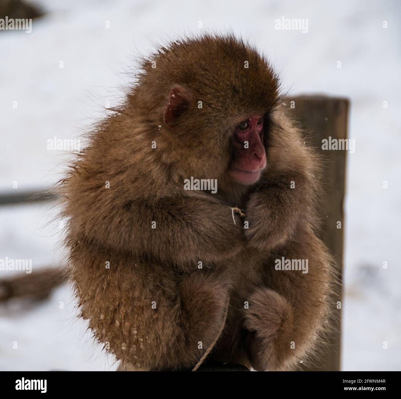 Un bambino snow monkey appare come una sfera di soffici stesso di protezione contro il freddo mentre è seduto su una ringhiera. Parco Jigokudani, Prefettura di Nagano, Giappone Foto Stock