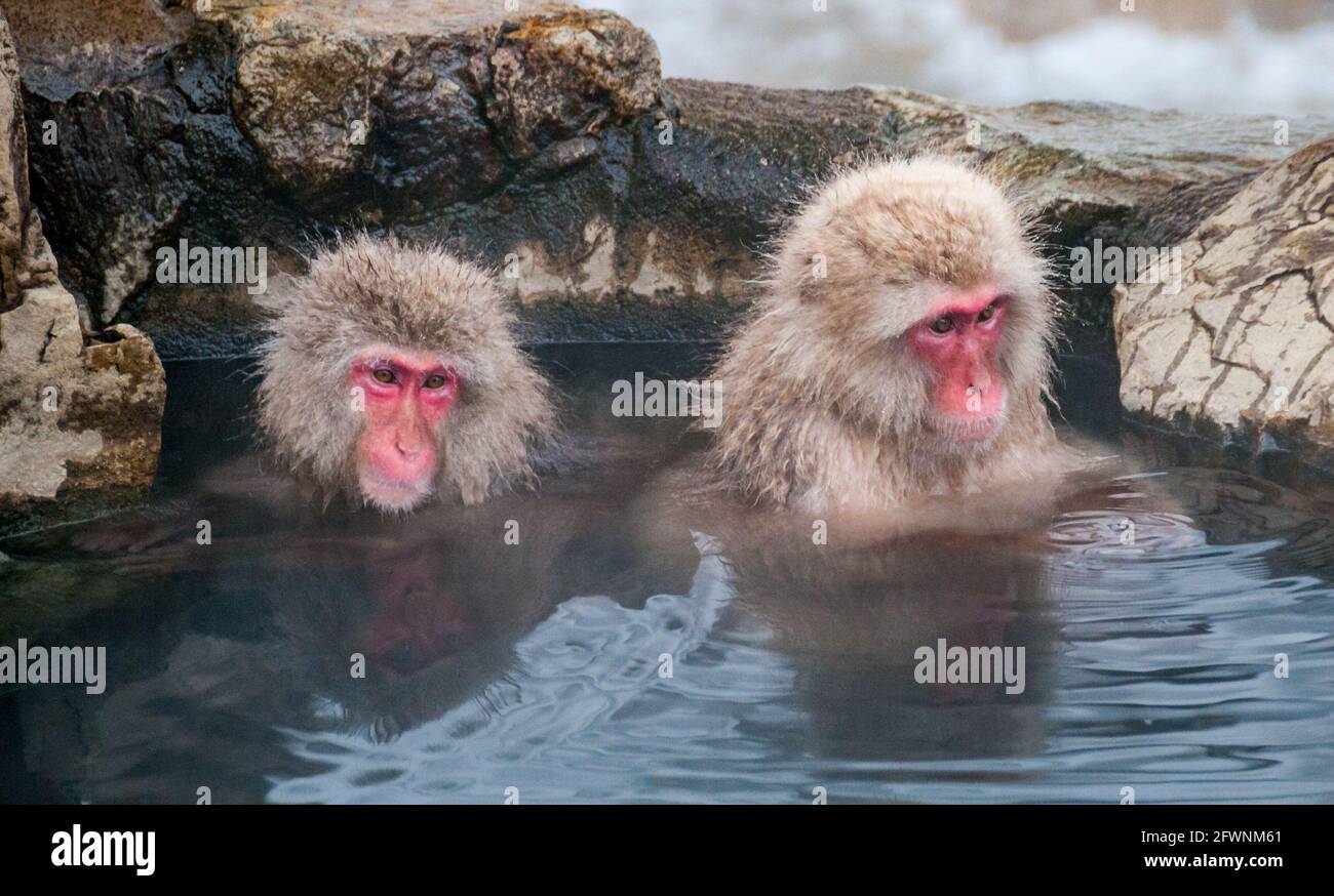 Due scimmie neve godere di una piscina esterna onsen in Prefettura di Nagano, Giappone. Foto Stock