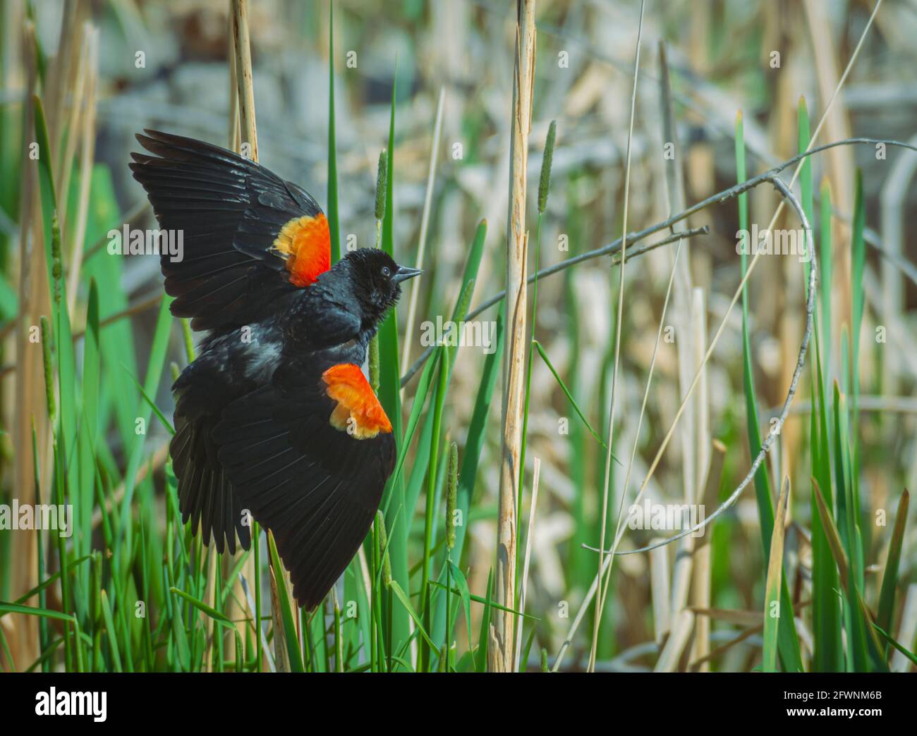 Maschio Red-Winged Blackbird (Agelaius phoeniceus) con le ali sparse in esposizione territoriale a Cattail palude, Castle Rock Colorado USA.Foto scattata nel mese di maggio. Foto Stock