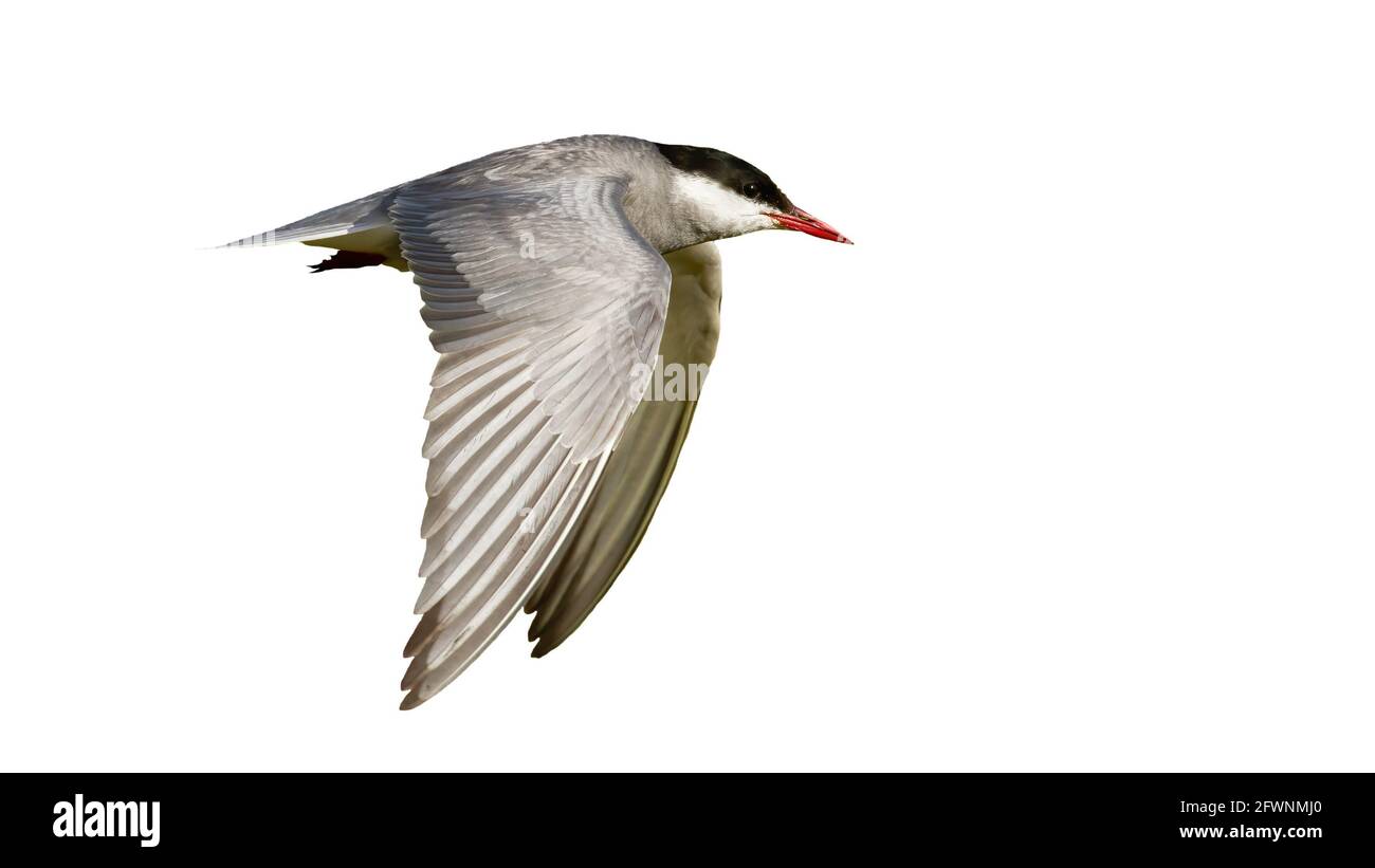 Terna comune che vola nel cielo tagliata su bianco da lato. Foto Stock
