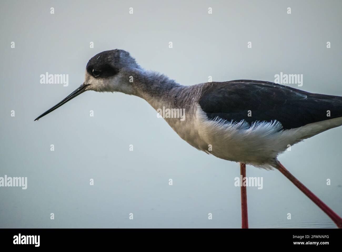 Primo piano di un'alata nera che attraversa l'acqua al Thol Bird Sanctuary a Gujarat, India Foto Stock