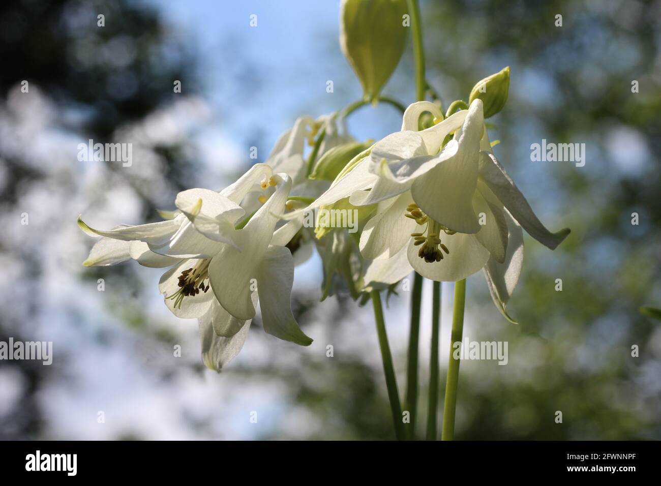 Primo piano immagine di un gruppo di fiori bianchi puri di aquilegia, illuminati al sole all'aperto in un ambiente naturale. Noto anche come cofano di Granny o Columbine. Foto Stock