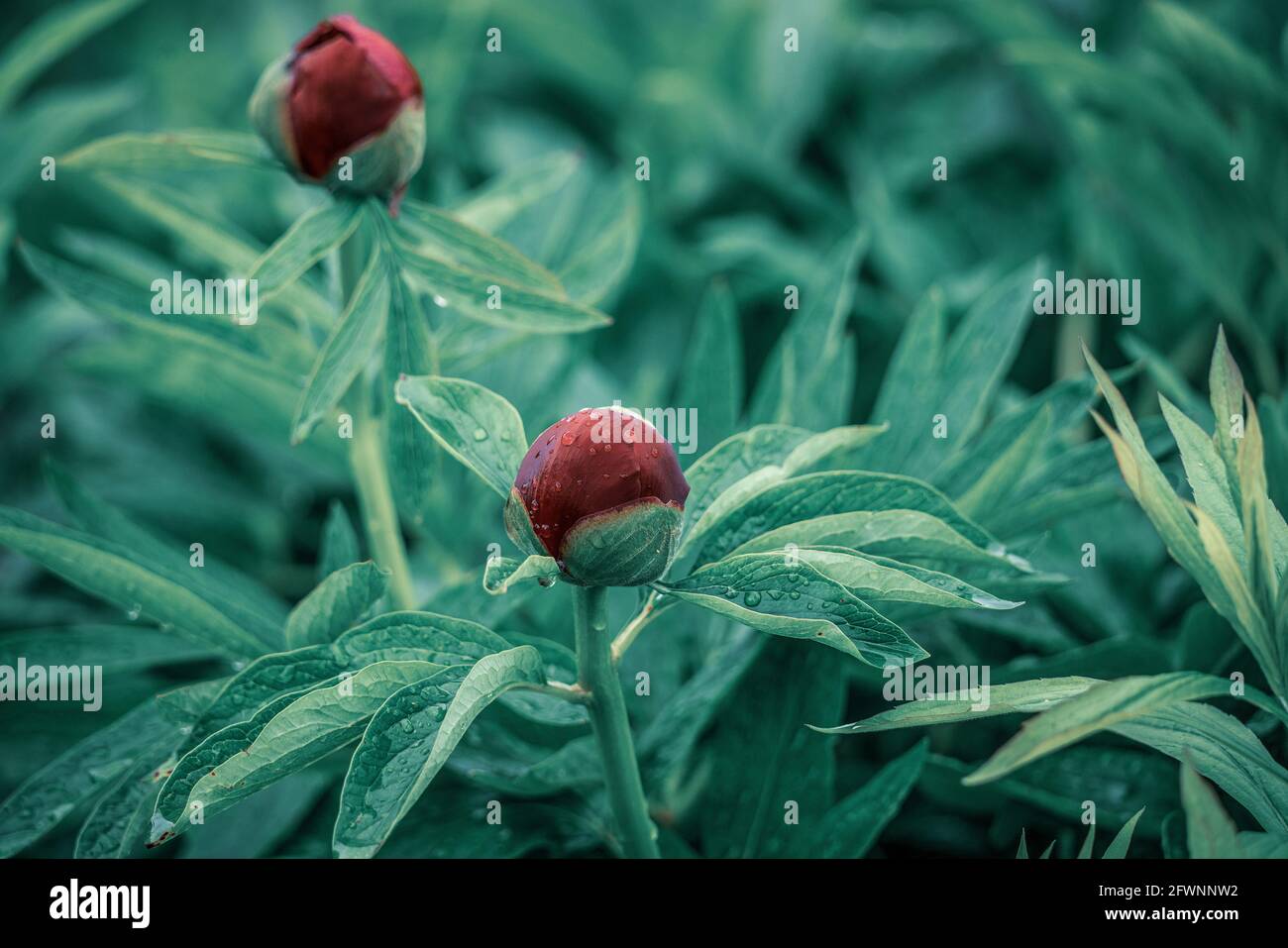 Gocce di pioggia su piante e fiori Foto Stock