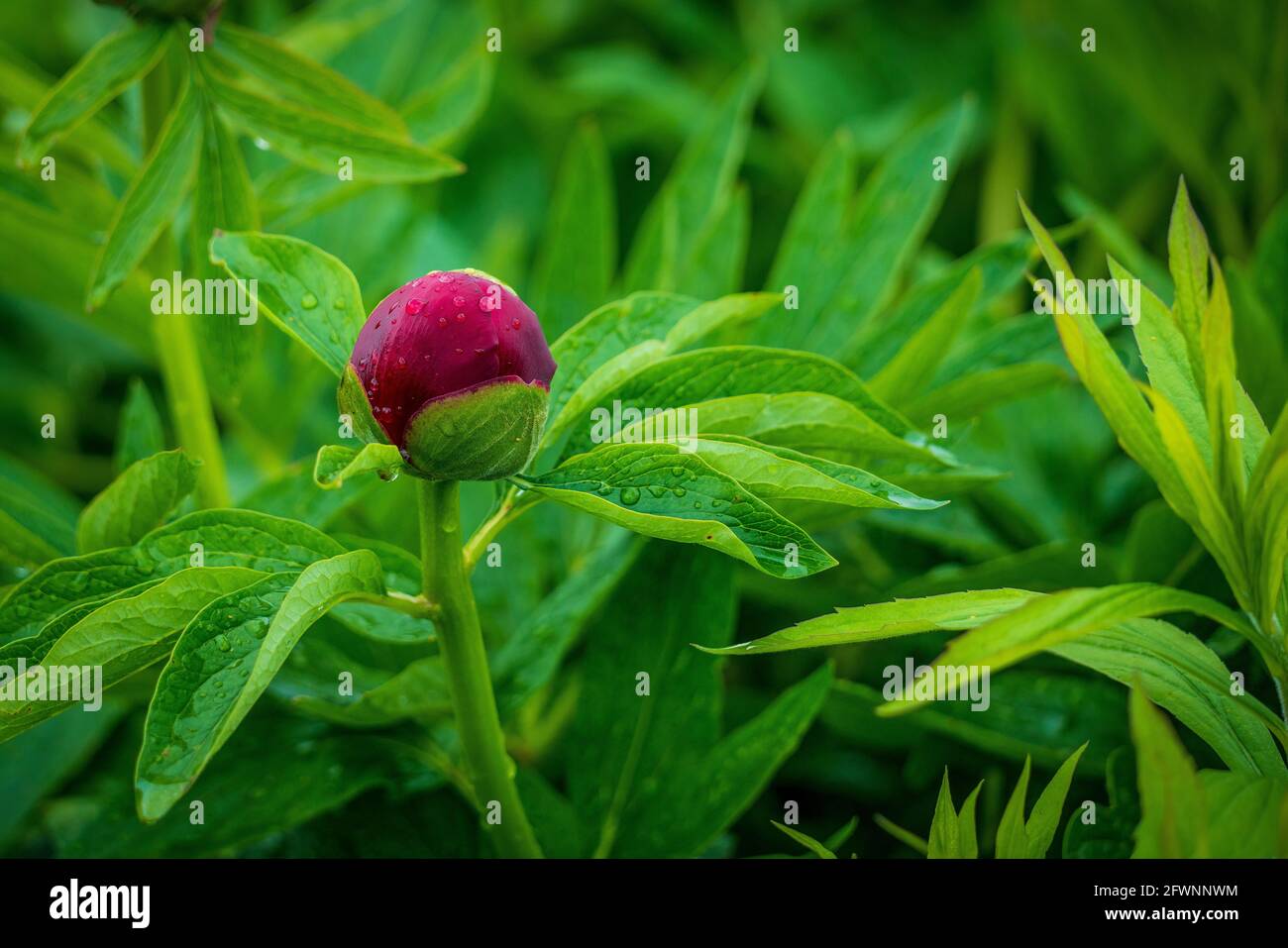 Gocce di pioggia su piante e fiori Foto Stock