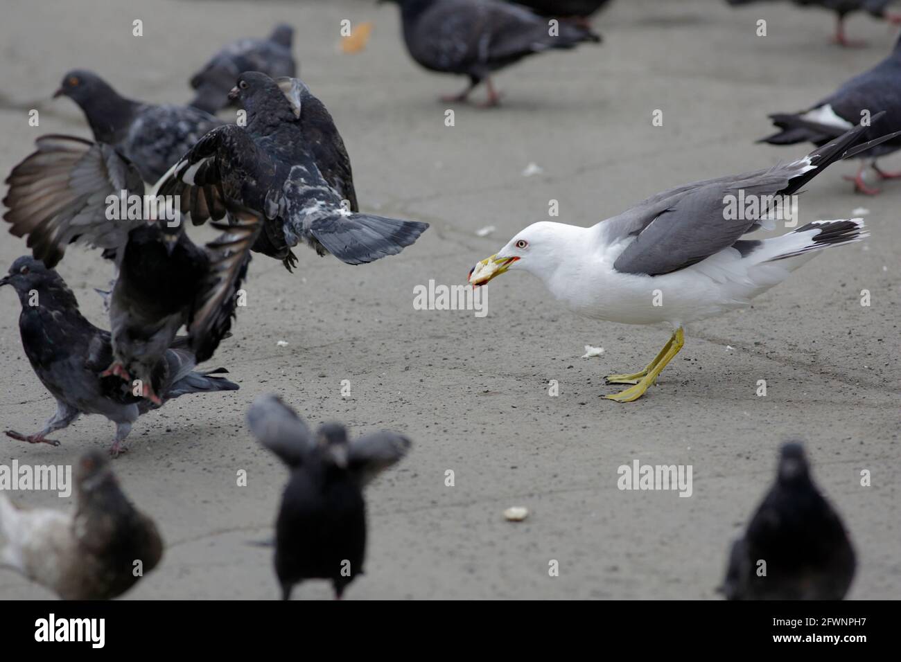 Gull dalla coda nera (Larus crassirostris) e piccioni ferici gareggiano per gli scarti di pane in un parco pubblico, Vladivostok, Russia dell'Estremo Oriente 15 giugno 2012 Foto Stock